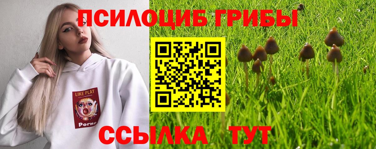 Богданович  Галлюциногенные грибы Psilocybe  Вход с VPN 